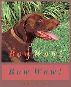 Bow Wow!  Bow Wow!  (Hello Hello!)